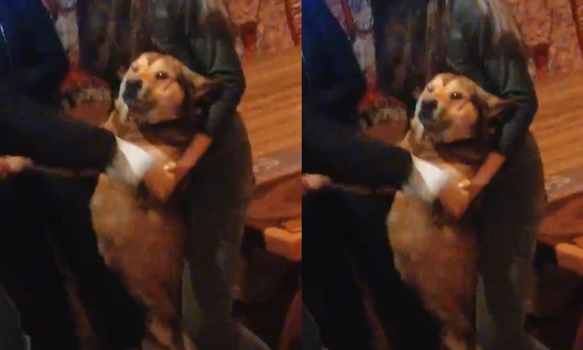 Perro aparece en fiesta y acaba bailando con los invitados | VIDEO