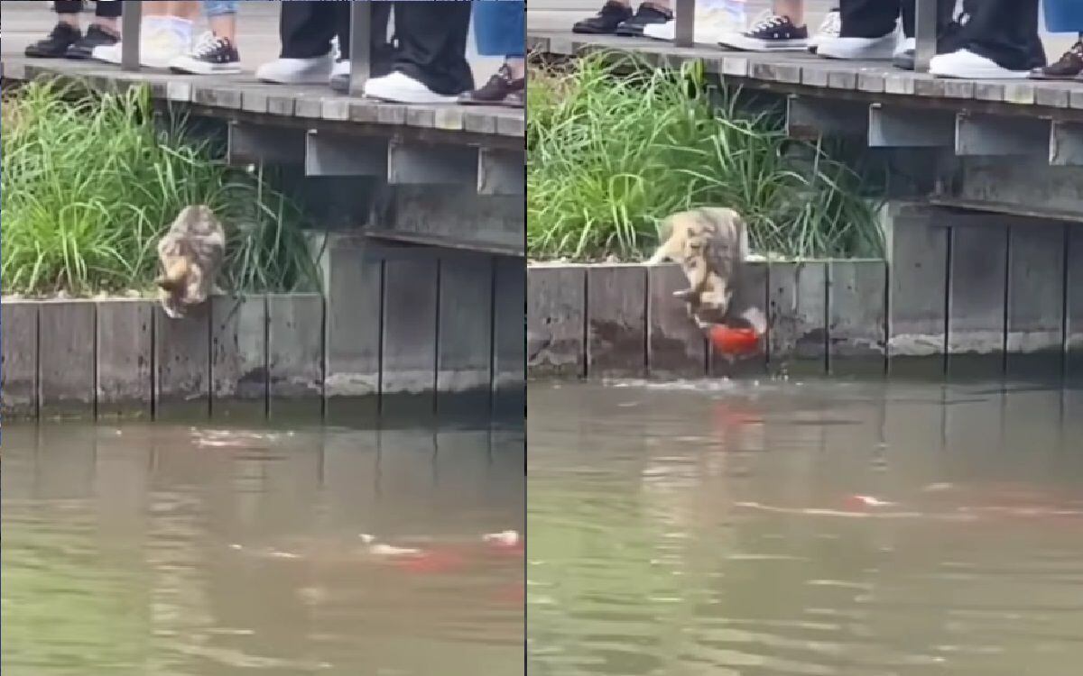 ¡Increíble! Gato callejero caza a un pez directo de un río y se vuelve furor en redes sociales | VIDEO