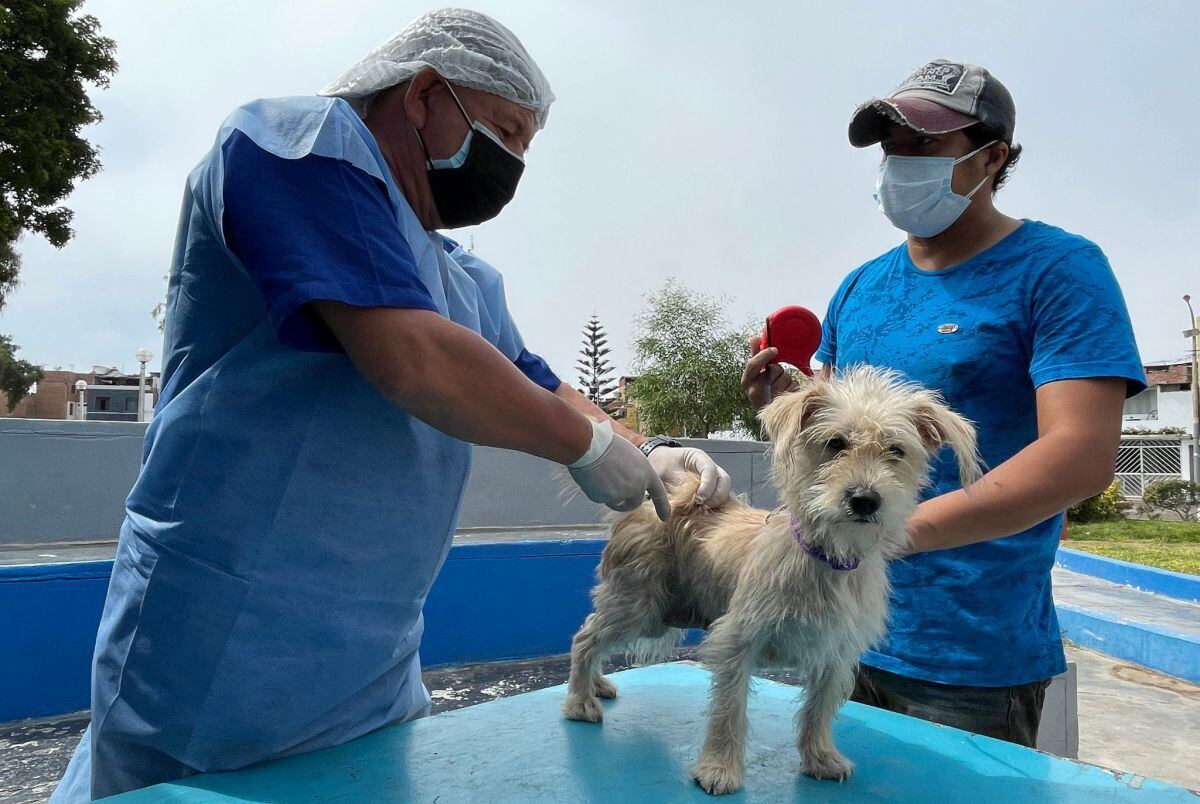Municipio de Bellavista realiza campaña gratuita de esterilización de mascotas para evitar su sobrepoblación